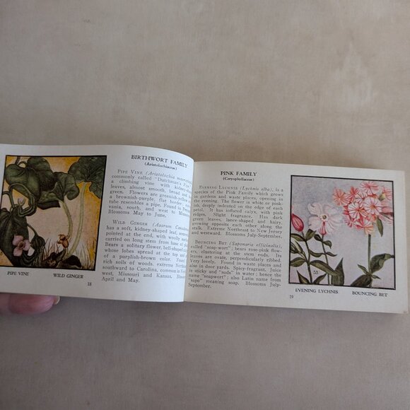 Vintage Wild Flowers of America Paperback Pocket Picture Reference Book 1932 - Picture 11 of 14